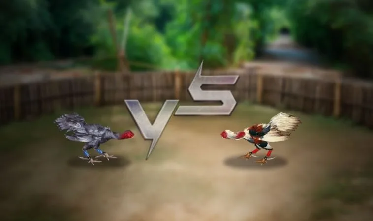 Đá Gà 3D Tại Sclub88