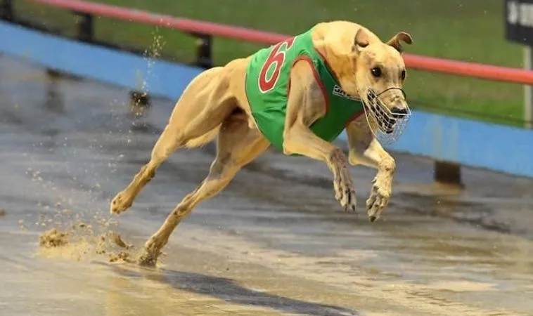 Bí Kíp Cách Chơi Game Nhanh Đua Chó Tại Sclub88 Giúp Bạn Về Đích An Toàn 1 Đua Chó Tại Sclub88