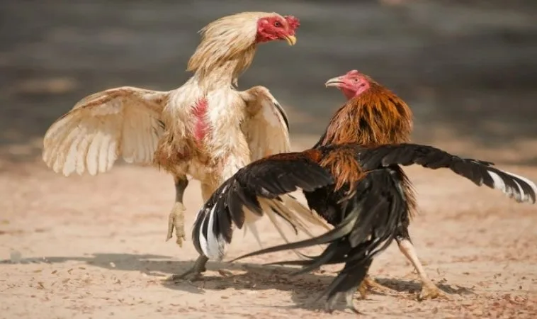 Sảnh đá gà Sclub quy tụ nhiều chiến kê dũng mãnh