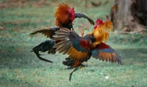 Đá Gà WS168 Tại Sclub88